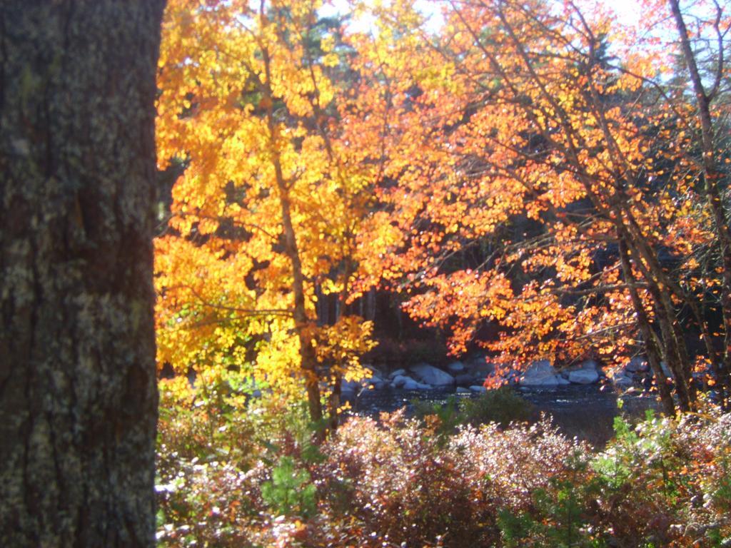 Roseway River Cottages Shelburne Kültér fotó